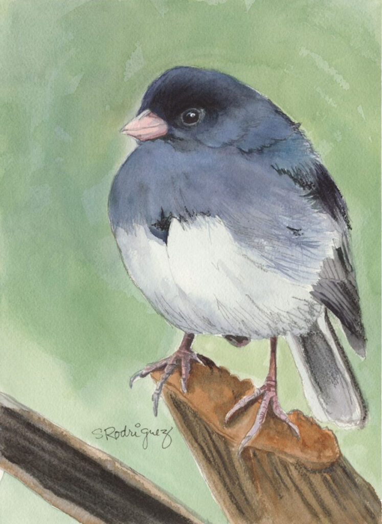 Oregon Junco painting by Sherree Rodriguez