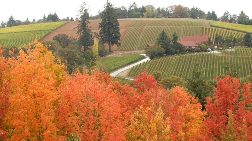 Vineyards around McMinnville